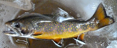 Very colorful brook trout in net