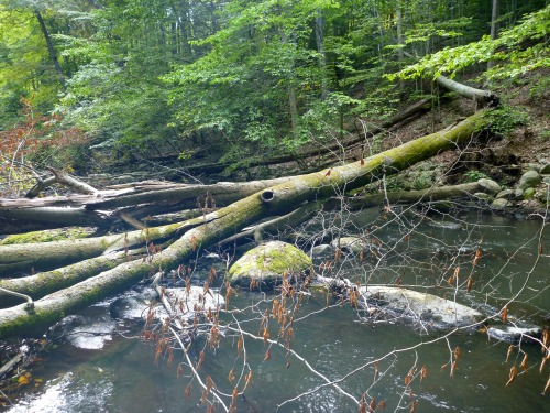 Trees fallen over the stream, blocking access
