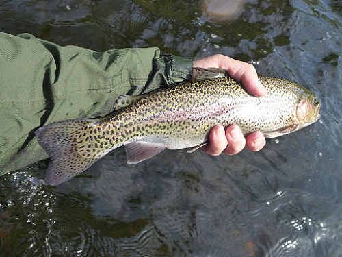 Angler holding nice rainbow trout