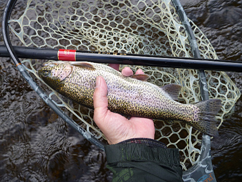 Rainbow trout, a Nissin Kyogi rod an a large net