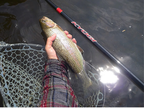 Angler holding nice rainbow at the water's surface, alongside floating net and Kyogi rod