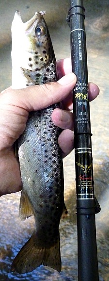 Angler holding Suntech Field Master and brown trout
