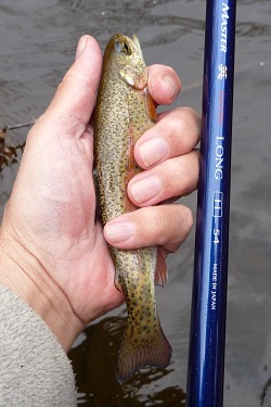 Another small trout caught with FM Suguru Long