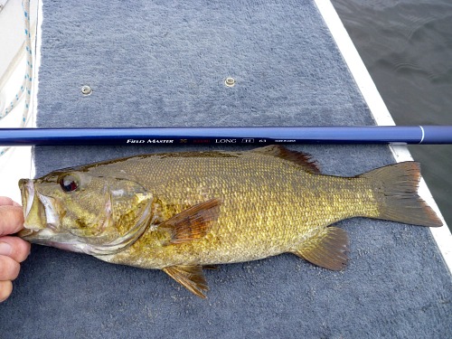 Smallmouth bass caught with FM Suguru Long