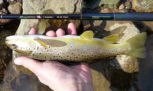 Angler holding brown trout and Nissin Nagare 330