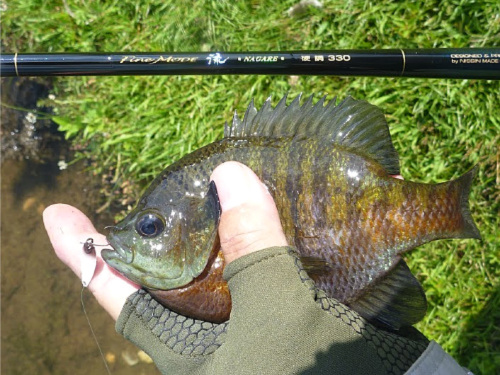 Bluegill caught with microspoon and seiryu rod.