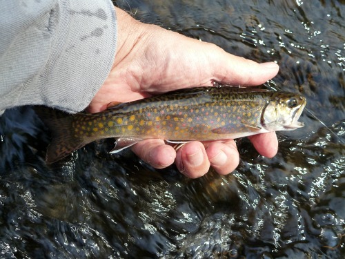 Angler holding brook trout