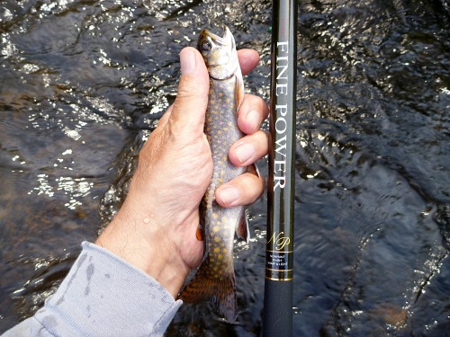 Angler holding brook trout and Suntech Fine Power