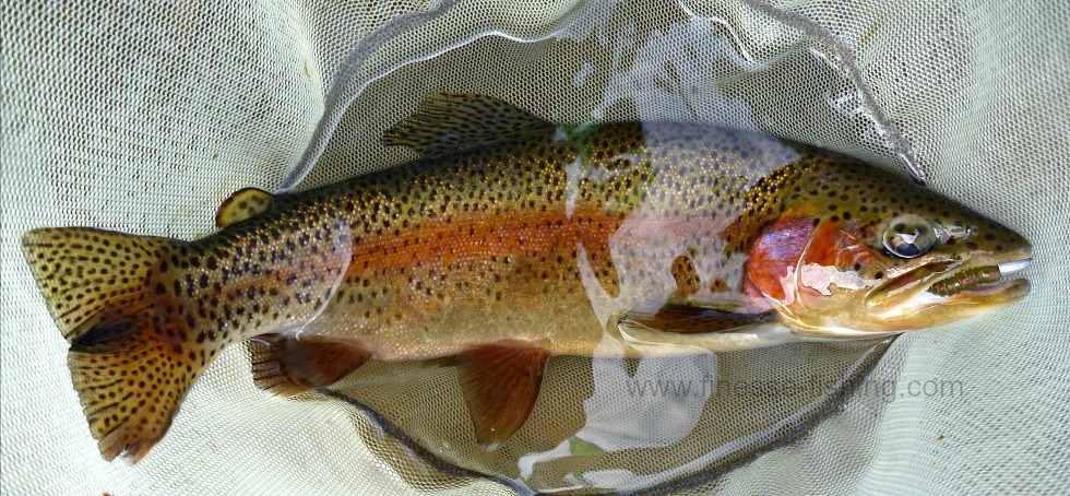 Nice rainbow trout in net that has light gray net bag.