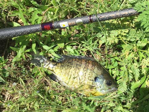 Tenryu Furaibo 39 Becchou with small sunfish