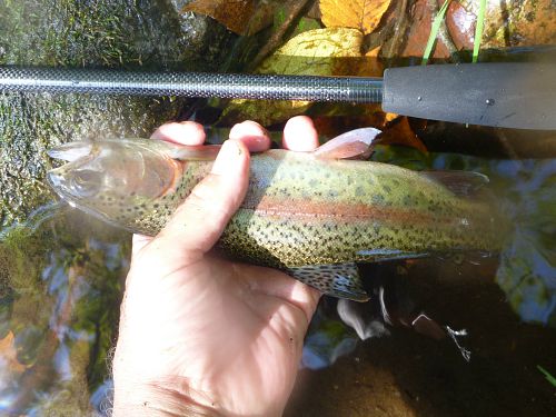 Angler holding rainbow trout alongside TenkaraBum 33 Prototype rod