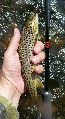 Angler holding small brown trout and Oni rod