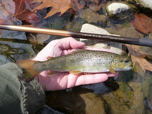 Slide: Photo of angler holding a brown trout alongside a Daiwa Soyokaze rod