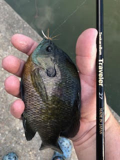 Angler holding bluegill and Traveler 27