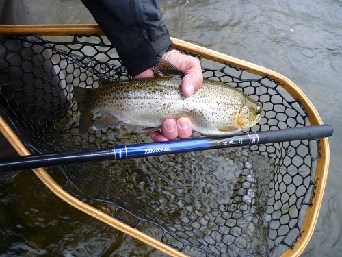 Angler holding trout and Daiwa Kiyose SF