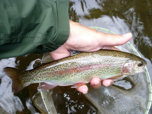 Angler holding rainbow trout above the net.