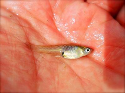 First Mosquito fish caught with Owner Tanago hooks.