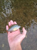 Absolutely gorgeous fish, love the blue!