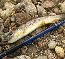 first-rmnp-trout.jpg