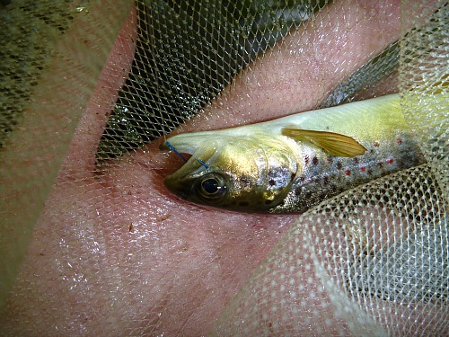 Small brown trout in net, showing typical hooking location
