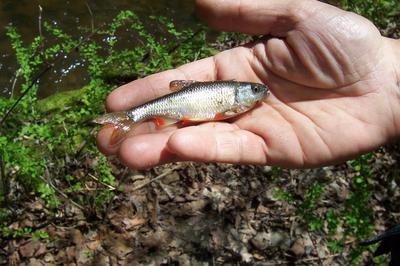 Red Fin Shiner, This was my top lunker of the day