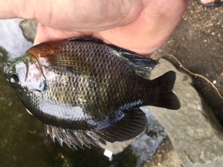 Long Island Bluegill