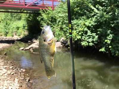 Green Sunfish