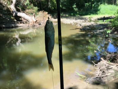 Creek Chub