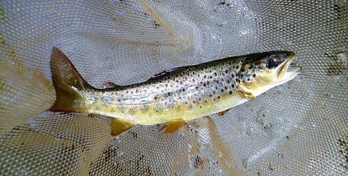 Small brown trout in net