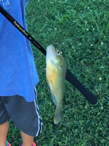 Child holding sunfish at the end of his line