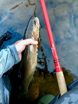 Large cutthroat trout caught with Tenryu Furaibo TF39 tenkara rod.