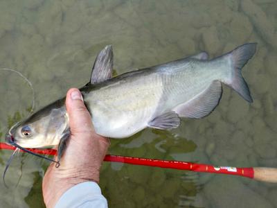 Another Unlikely Trio: Channel Catfish, Tenryu Furaibo TF39, Artificial Fly