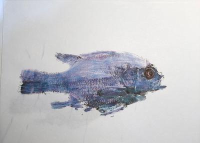 Rock Bass ink and colored pencil