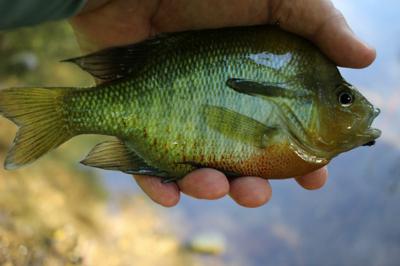 Panfish love crickets!