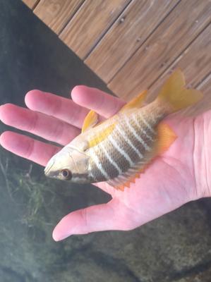 Mangrove Snapper