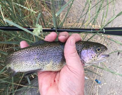 First Trout on TB 40