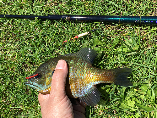 Angler holding bluegill. Owner Top Float nearby