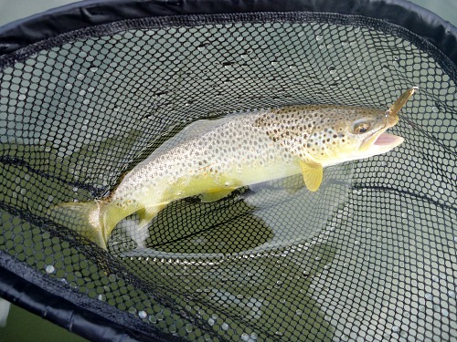 Brown trout in the net