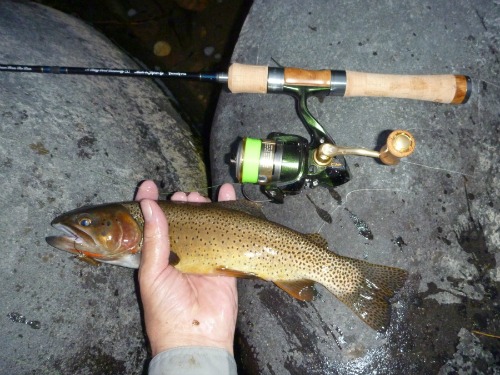 Angler holding Yellowstone cutthroat trout near a Tenryu Rayz 4-piece spinning rod