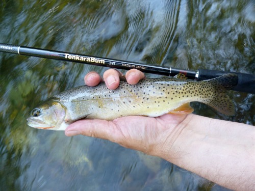 TenkaraBum 36 and Yellowstone Cutthroat