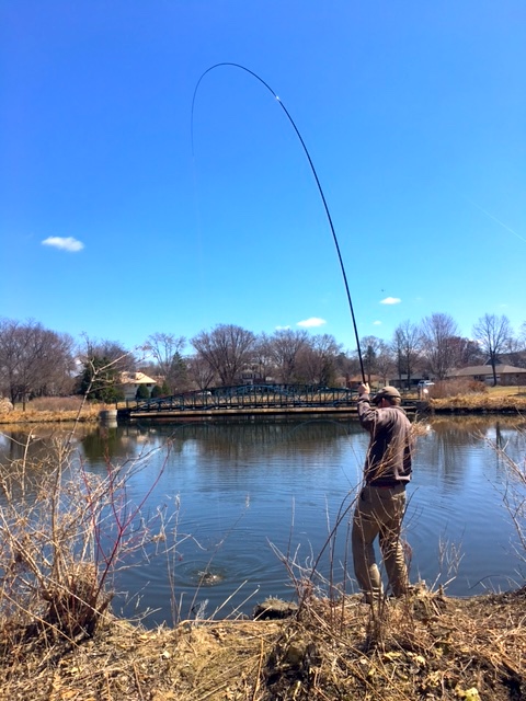 Bend in rod with carp on the line