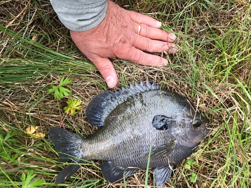 Large bluegill