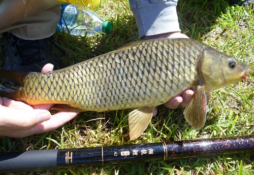 Carp with Nissin Flying Dragon