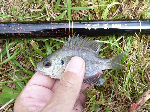 Very small bluegill and Flying Dragon