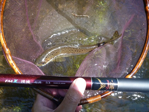 Small trout caught with Suntech FMX extra stiff rod.