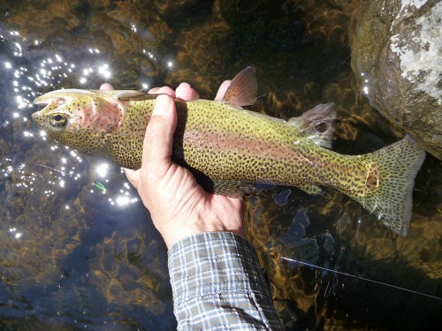 Angler holding rainbow trout at the water's surface