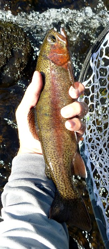 Rainbow trout