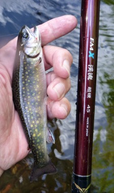 Suntech FMX Keiryu extra stiff and brook trout.