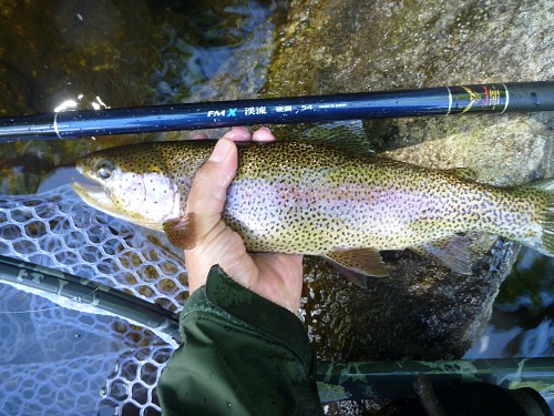 FMX Keiryu Stiff and rainbow trout