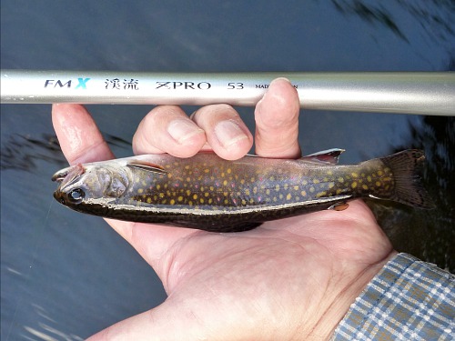Angler holding FMX Keiryu ZPRO rod and 7 inch brook trout